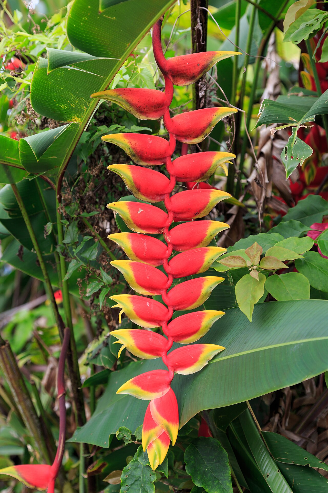 Heliconia velutina: Nabalu, Sabah, Malaysia: Heliconia velutina