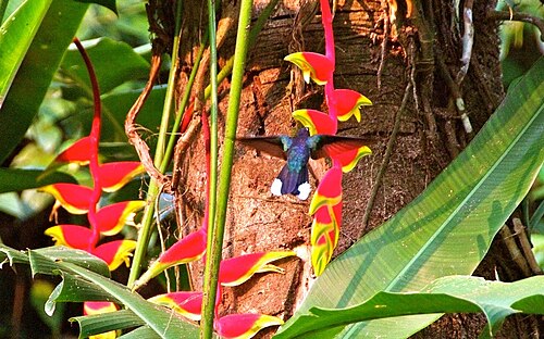Heliconia velutina: With a welcome from a small hummingbird sets off the trek very nicely.