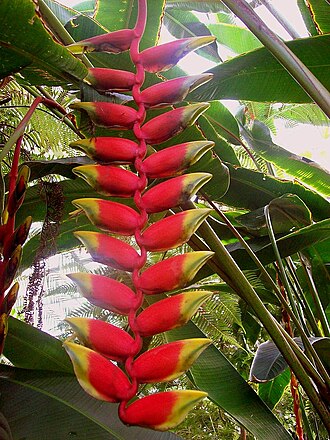 Heliconia velutina: Heliconia velutina (de: Samt-Papageienblume), Botanical Garden Heidelberg.