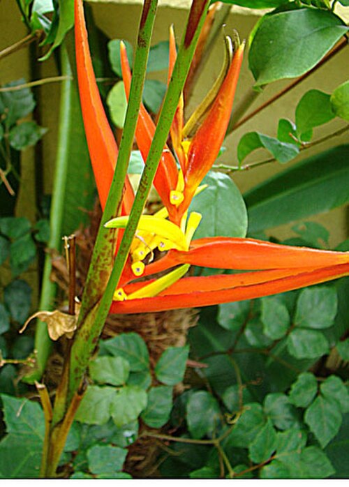 Heliconia venusta: Also known as H. montana and native to the mountains of Colombia. Botanical Gardens of Bogota. In context at www.dixpix.ca/meso_america/Flora/heliconia/index.ht