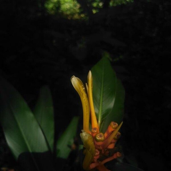 Heliconia wilsonii (Heliconia wilsonii)