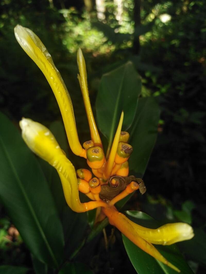 Heliconia wilsonii (Heliconia wilsonii)
