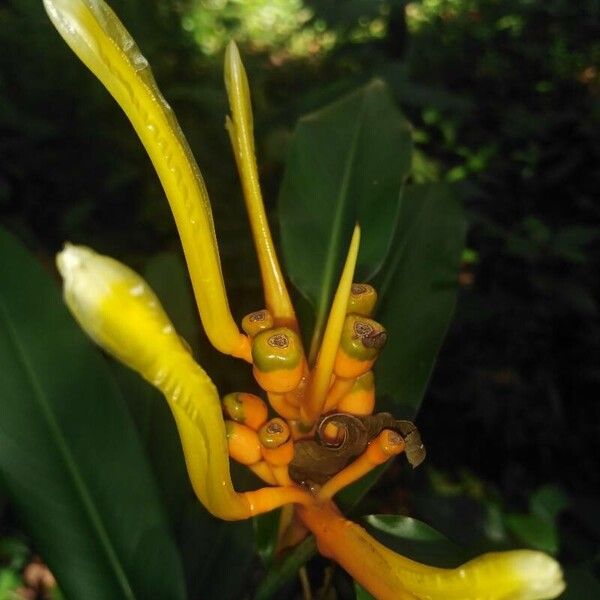 Heliconia wilsonii (Heliconia wilsonii)