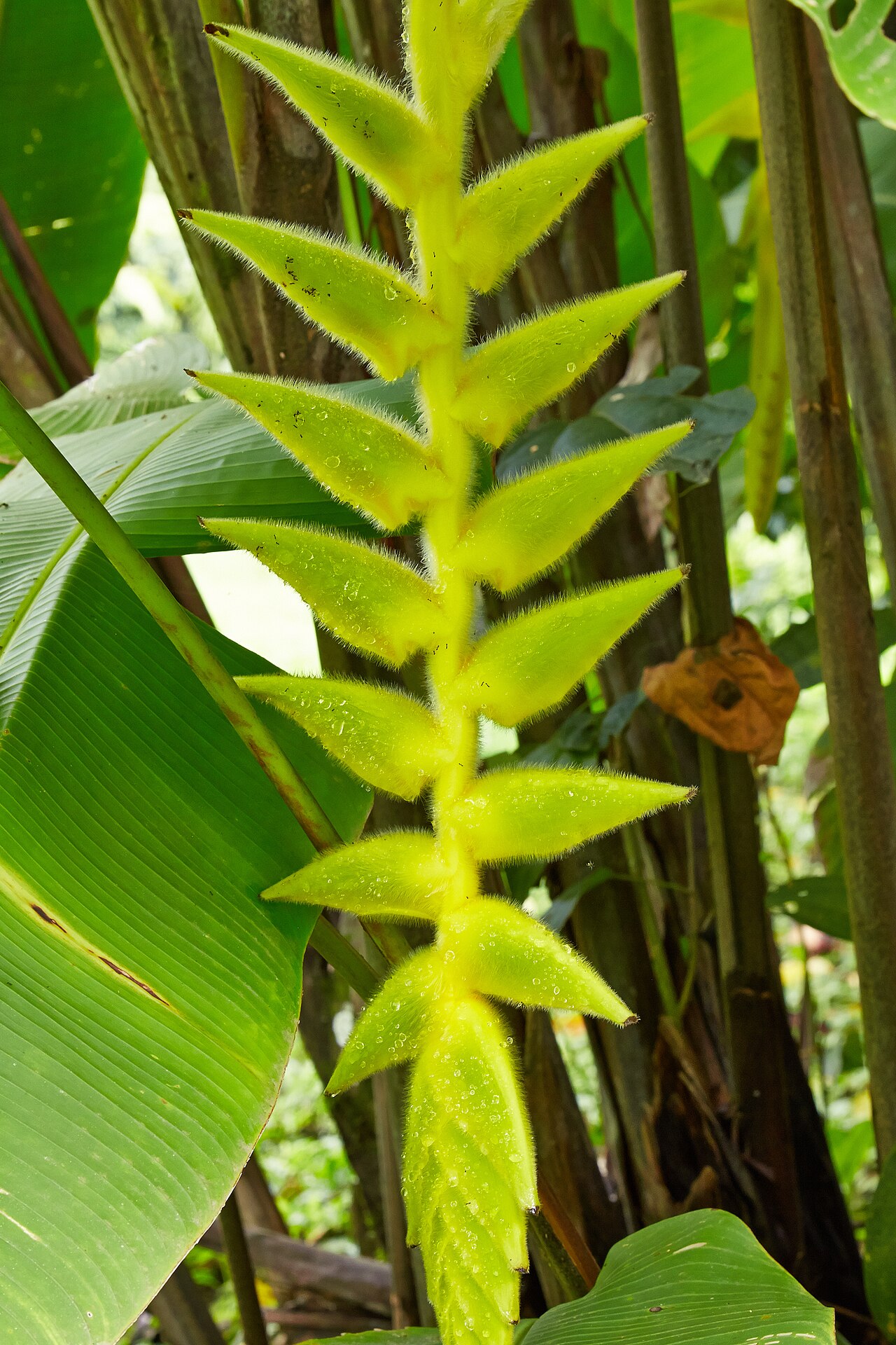 Heliconia xanthovillosa: Heliconia xanthovillosa