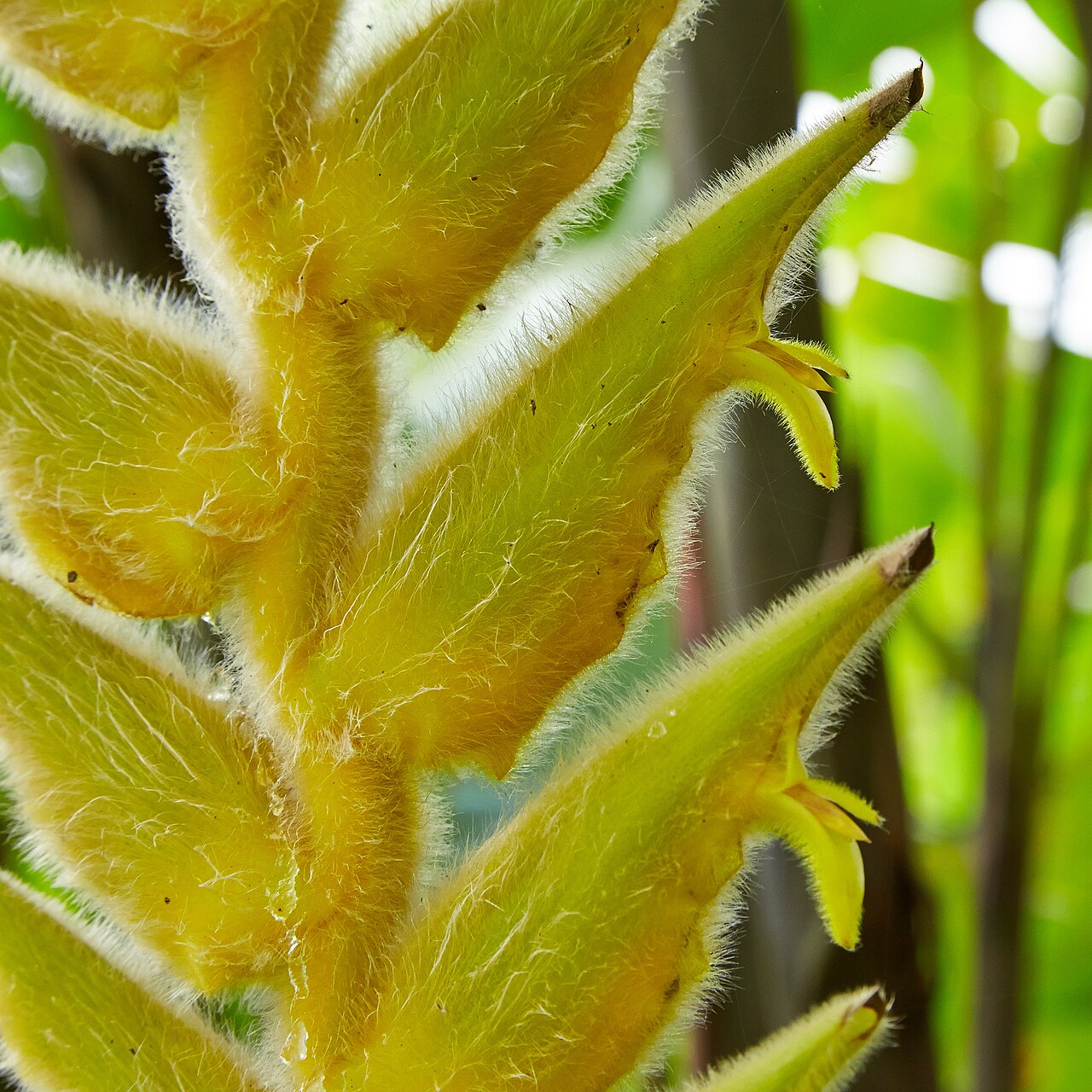 Heliconia xanthovillosa: Heliconia xanthovillosa