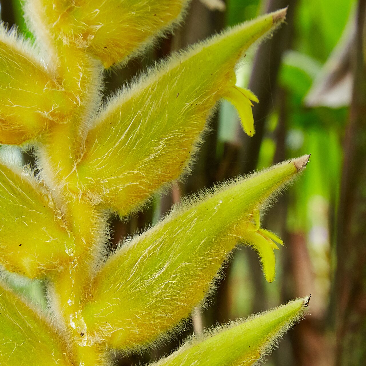 Heliconia xanthovillosa: Heliconia xanthovillosa