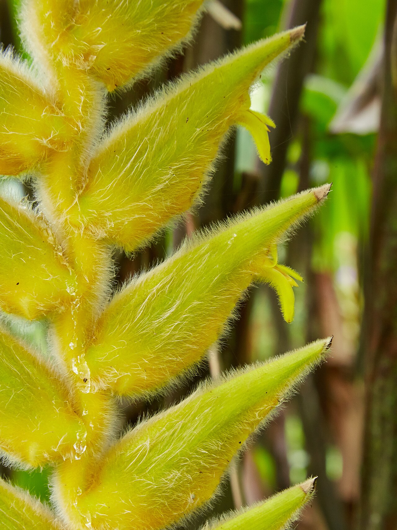 Heliconia xanthovillosa: Heliconia xanthovillosa