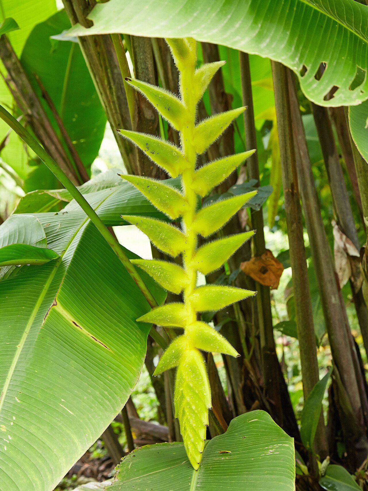 Heliconia xanthovillosa: Heliconia xanthovillosa