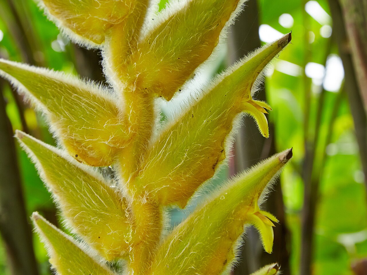 Heliconia xanthovillosa: Heliconia xanthovillosa