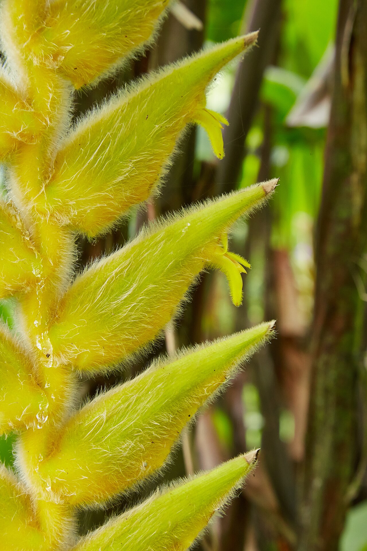 Heliconia xanthovillosa: Heliconia xanthovillosa