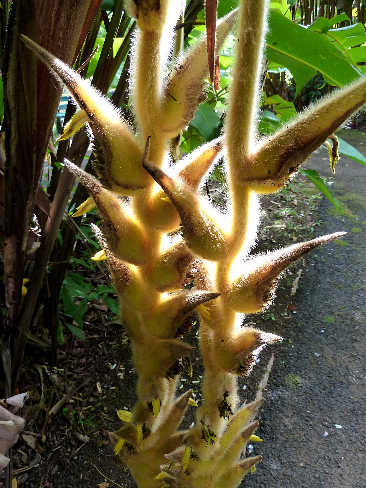 Heliconia xanthovillosa: Heliconia xanthovillosa at Ho'omaluhia Botanical Garden in Kaneohe, HI, USA