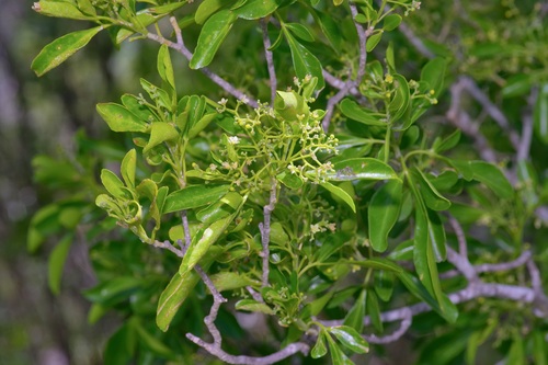 Barreta (Helietta parvifolia)