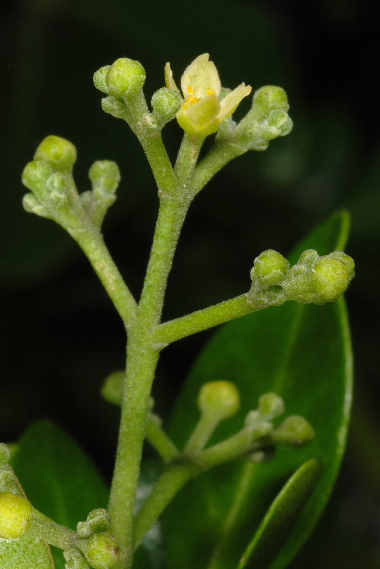 Barreta: Helietta parvifolia