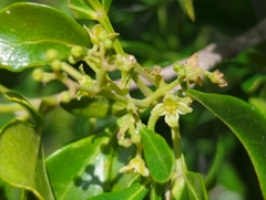 Barreta (Helietta parvifolia)