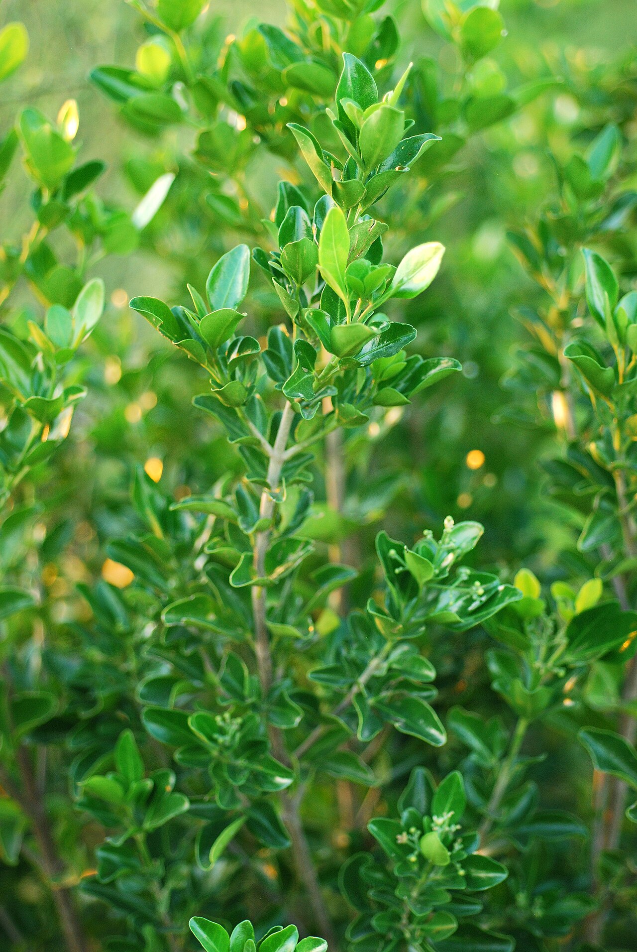 Barreta: Helietta parvifolia
