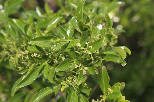 Barreta (Helietta parvifolia)