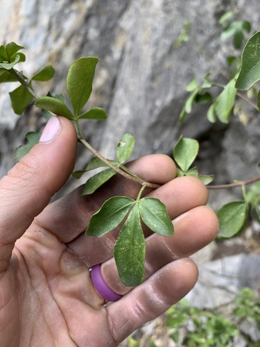 Barreta (Helietta parvifolia)