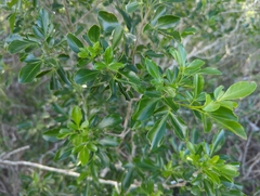 Barreta (Helietta parvifolia)