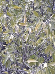 Barreta (Helietta parvifolia)