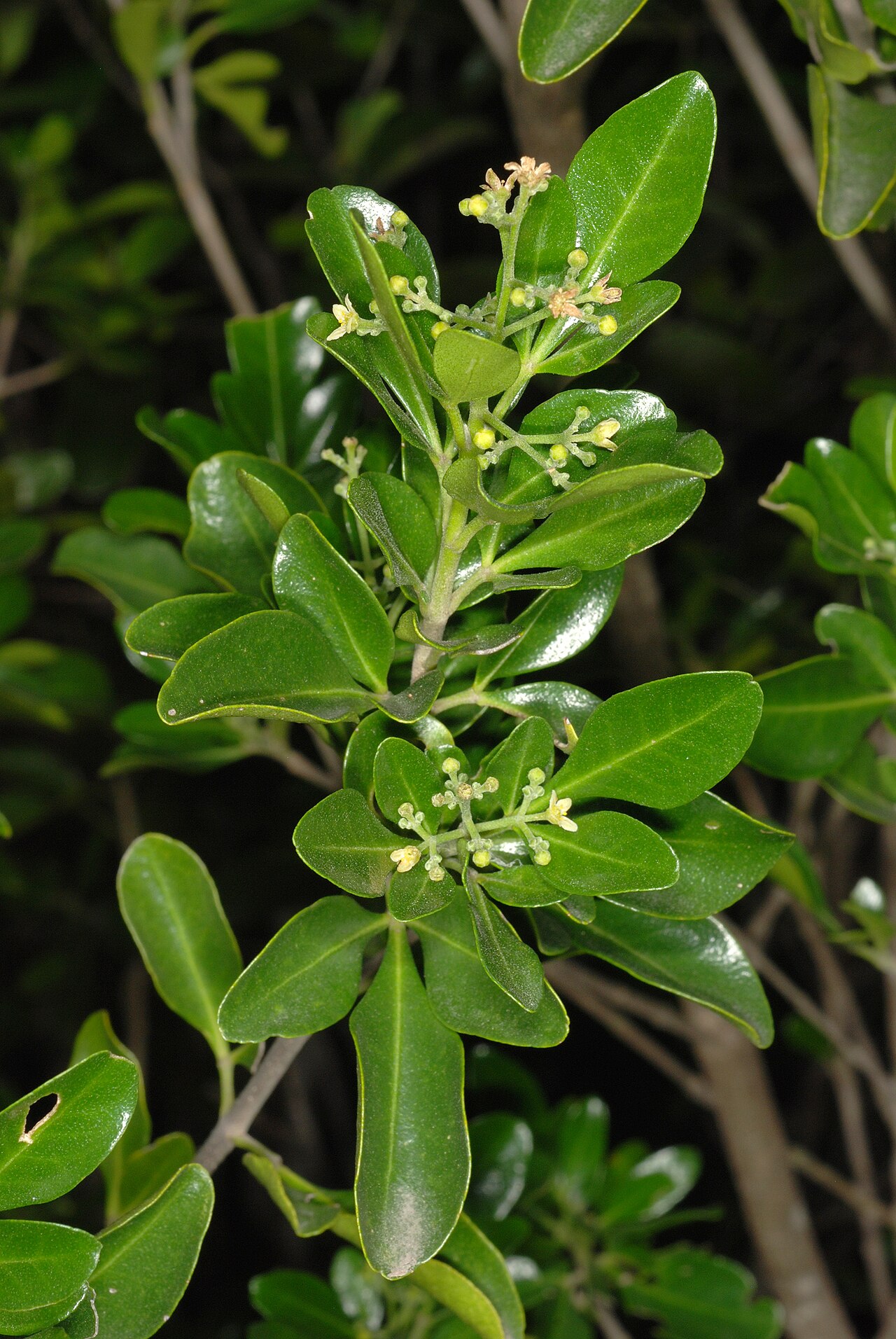 Barreta: Helietta parvifolia