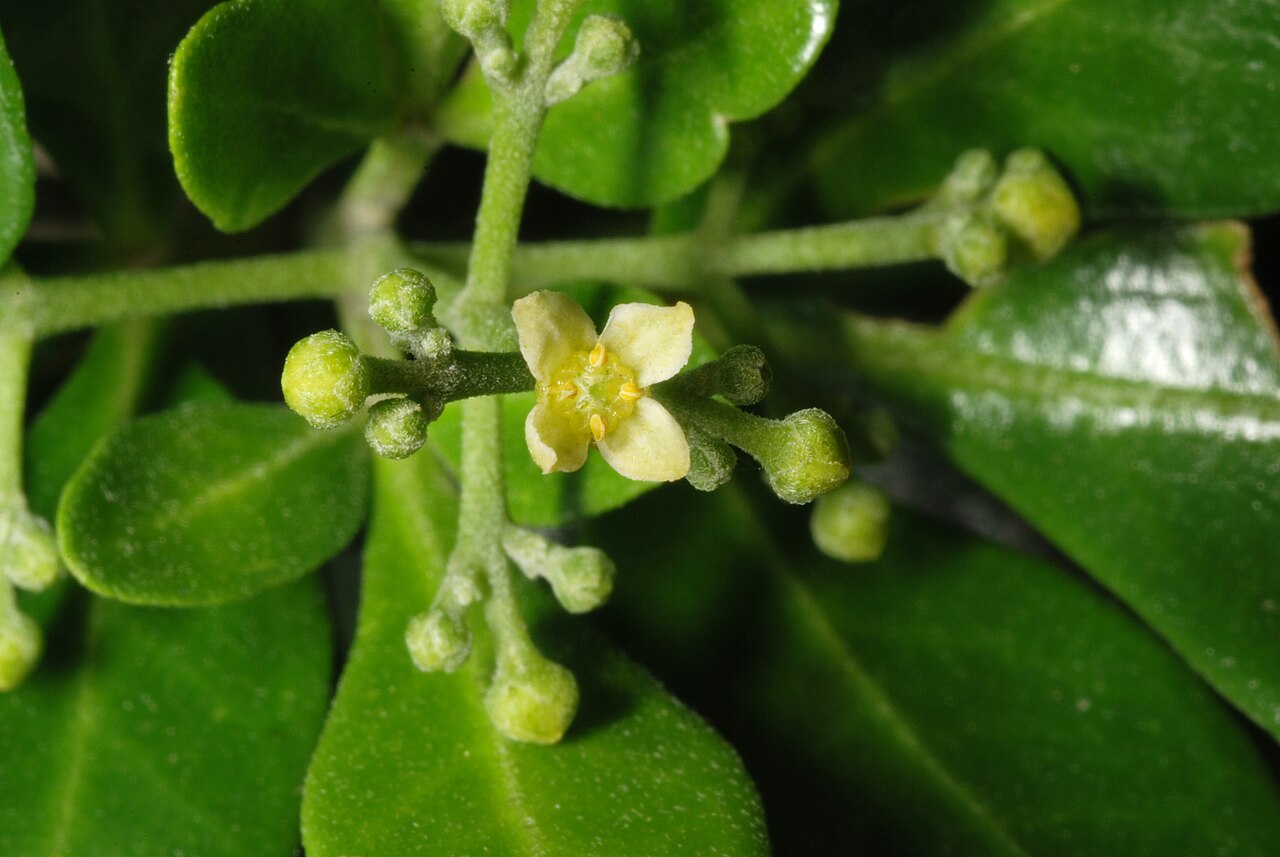 Barreta: Helietta parvifolia