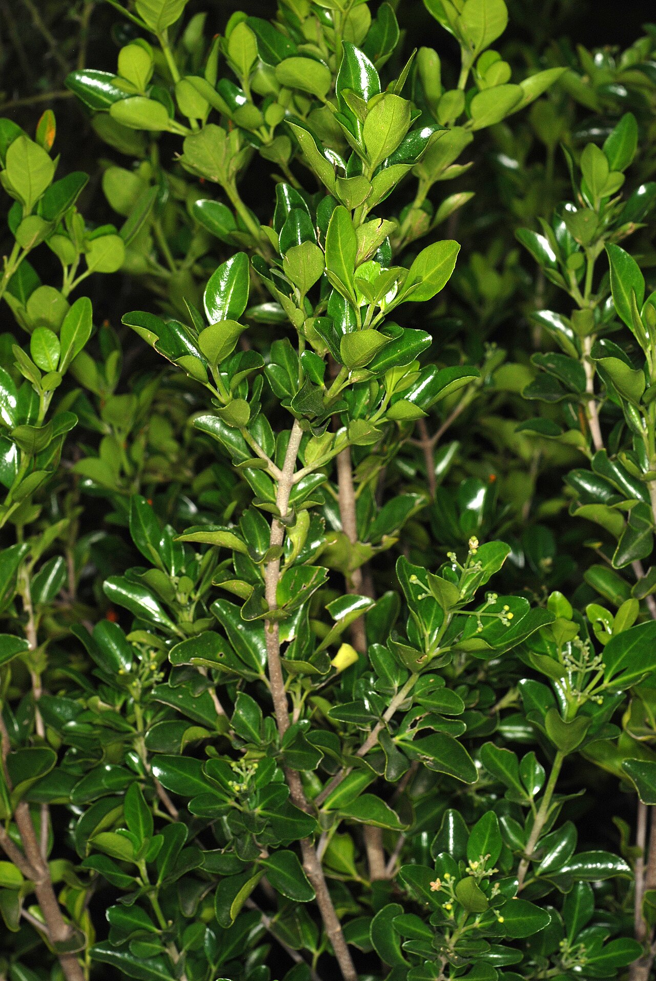 Barreta: Helietta parvifolia