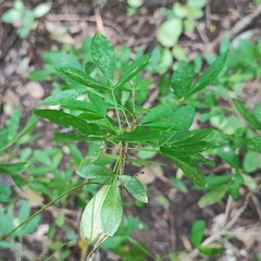 Helietta puberula (Helietta puberula)