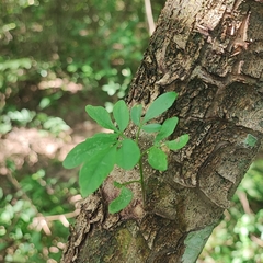 Helietta puberula (Helietta puberula)