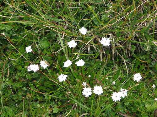 Heliosperma alpestre (Heliosperma alpestre)