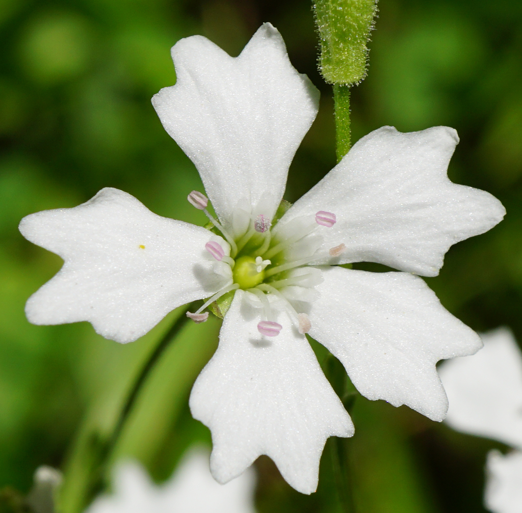 Heliosperma alpestre (Heliosperma alpestre)