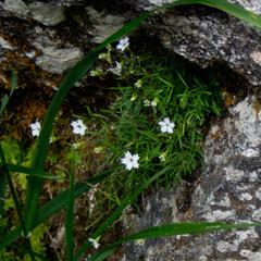 Heliosperma alpestre (Heliosperma alpestre)