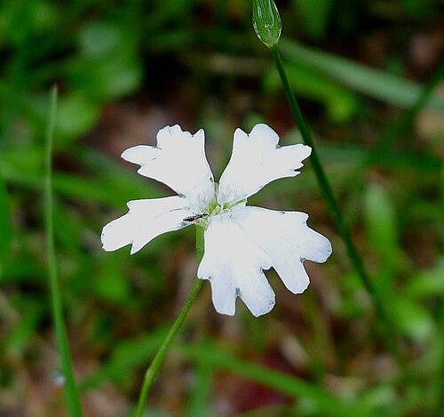 Heliosperma alpestre: Heliosperma alpestre in Slovenia (or Silene alpestris, Silene quadrifida , depending on which book you consult). Three images by the same photographer show the