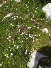 Heliosperma alpestre (Heliosperma alpestre)
