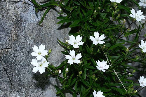 Heliosperma alpestre: Planinski slanozor na Soriški planini.