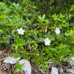 Heliosperma alpestre (Heliosperma alpestre)
