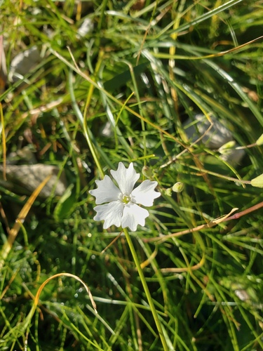 Heliosperma alpestre (Heliosperma alpestre)