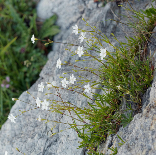 Heliosperma alpestre (Heliosperma alpestre)