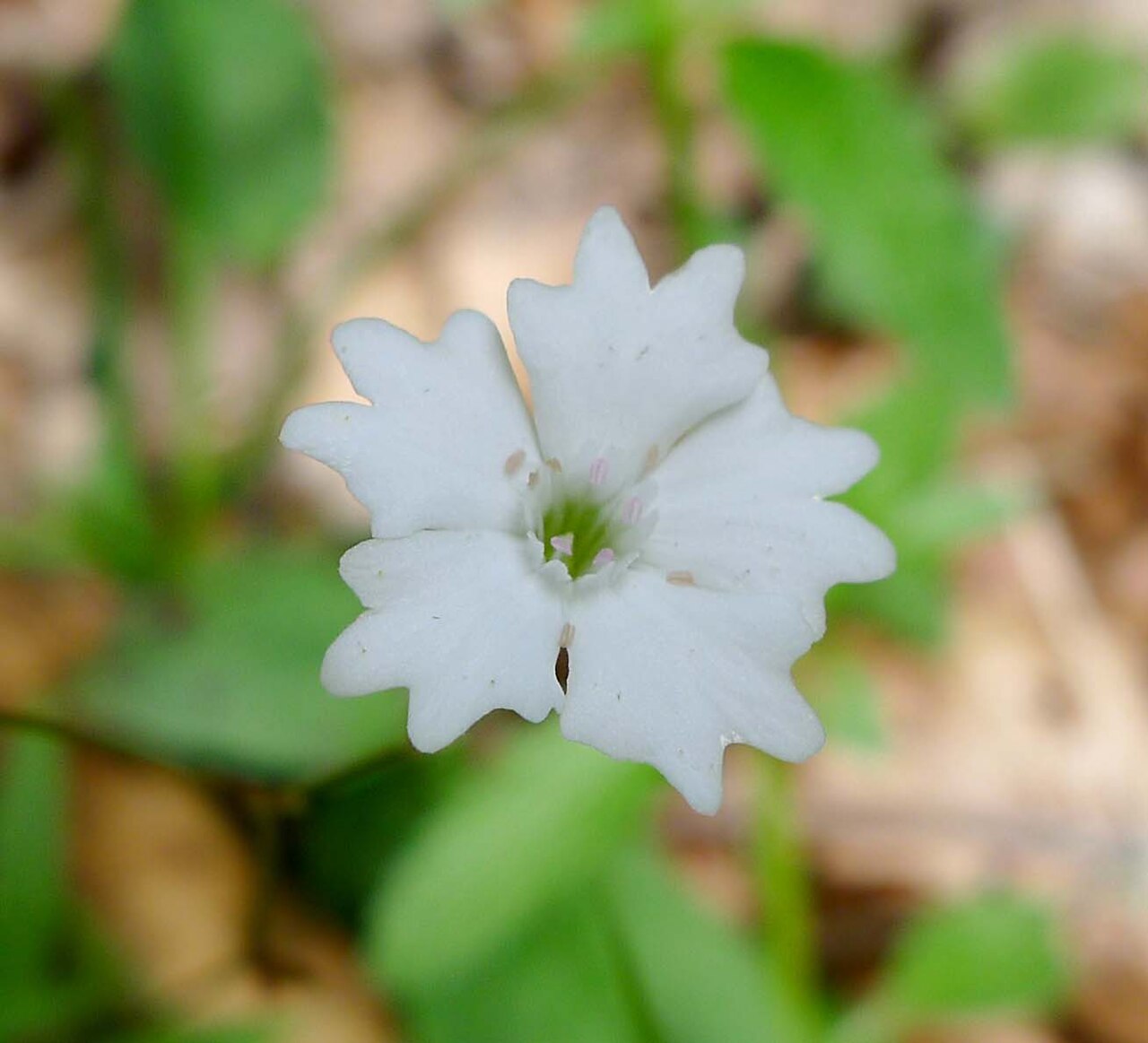 Heliosperma alpestre: Heliosperma alpestre in Slovenia (or Silene alpestris, Silene quadrifida , depending on which book you consult). Three images by the same photographer show the