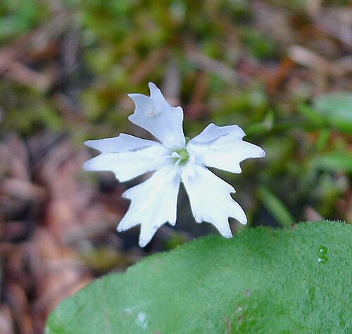 Heliosperma alpestre: Heliosperma alpestre in Slovenia (or Silene alpestris, Silene quadrifida , depending on which book you consult). Three images by the same photographer show the