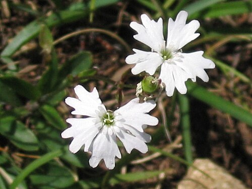 Heliosperma alpestre: Planinski slanozor na Stegovniku.