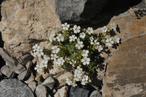 Heliosperma intonsum (Heliosperma intonsum)