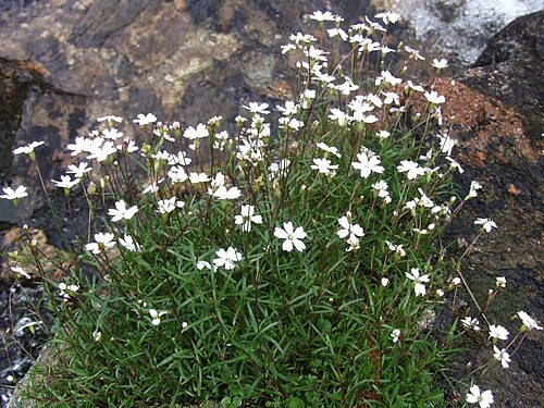 Heliosperma pusillum: Heliosperma quadrpipetatum