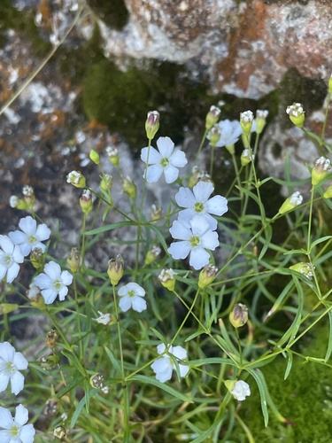Heliosperma pusillum (Heliosperma pusillum)