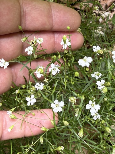 Heliosperma pusillum (Heliosperma pusillum)