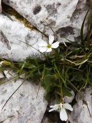 Heliosperma pusillum (Heliosperma pusillum)