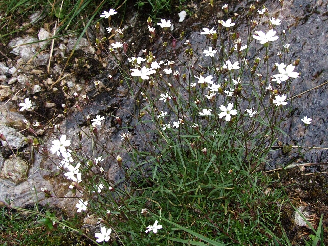 Heliosperma pusillum: Heliosperma_quadridentatum