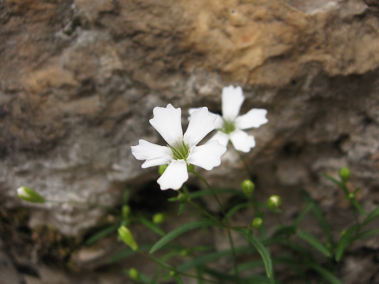 Heliosperma pusillum: Fiori di Heliosperma pusillum (Waldst. & Kit.) Rchb. subsp. pusillum