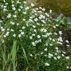 Heliosperma pusillum (Heliosperma pusillum)