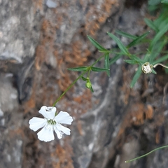 Heliosperma pusillum (Heliosperma pusillum)