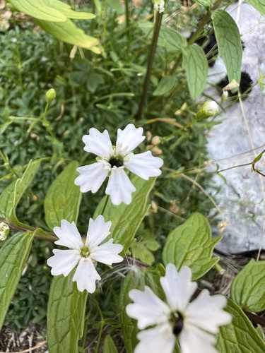 Heliosperma pusillum (Heliosperma pusillum)